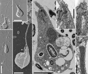Researchers at the University of Arkansas have discovered and characterized a new organism that will help scientists understand the molecular mechanisms and ancestral genetic toolkit that enabled animals and fungi to evolve into diverse, multicellular life forms.