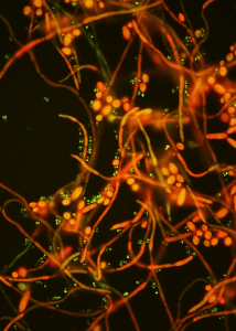 Microbiología Básica (Especialidades Clínicas)_2